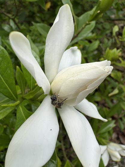 白いクチナシの花に止まる黒っぽい小さなハチの写真