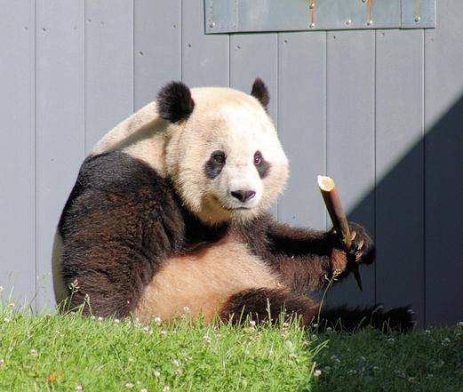 Giant panda Bao Li is sitting on the ground with his upper body turned toward the camera, holding a large boo shoot in his left paw.