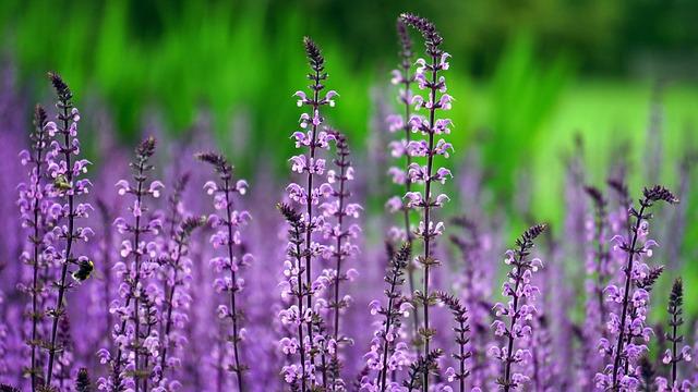 Stalks of tall, slender purple blooms against a green field out of focus in the background.