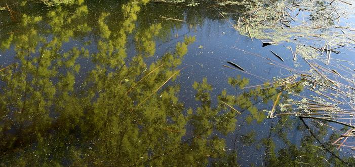 Photograph of the reflection of a green maple tree on the surface of a marsh, bent over the water, with a blue sky behind. The trunk is not visible but only branches with lush green gold foliage are reflected on the water, blurred by aquatic vegetation, dead branches and reeds floating on the surface.

I'm a big fan of Impressionists. These reflections are what reminds me the most of their style. Sometimes I see these photos as botched, sometimes I see them as beautiful paintings. They've been lying around on my desktop for too long now. Time to let them go.