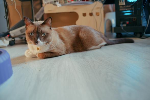 A low on the ground shot of a snowshoe cat sitting and looking at the camera.