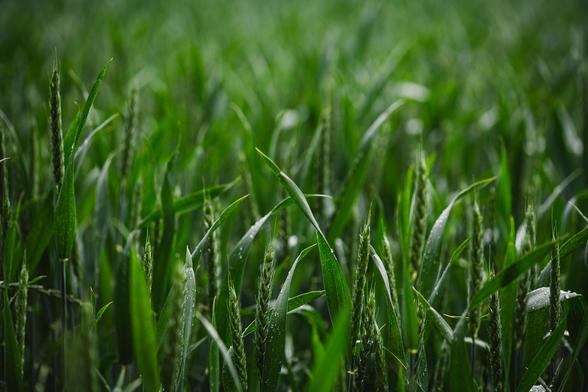 A close view of a field of probably wheat.

At the foreground a row of stalks and leaves, still green, can bee seen covered by rain drops from a recent rain. In the background the field continues, gradually falling out of focus.