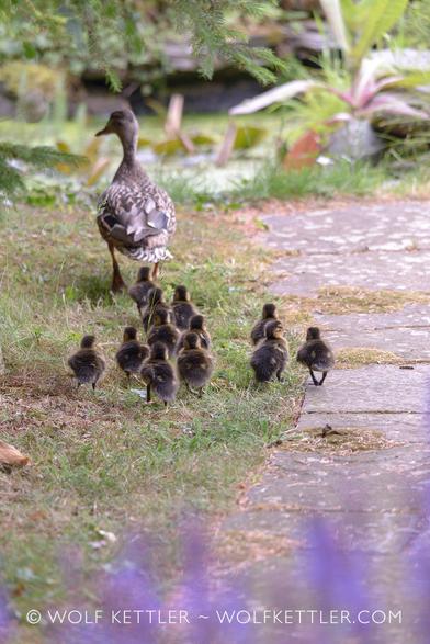The photograph shows a female mallard duck followed by 12 ducklings walking away from the camera. They are on their way to our pond.