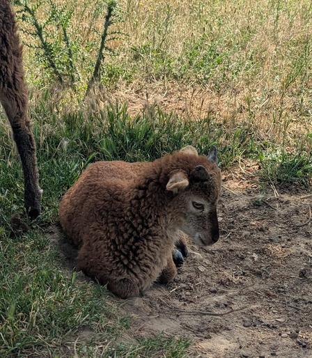 Bébé mouton couché, on dirait presque un faon