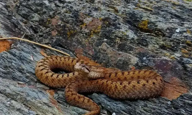 La Vispera aspis esuna especie de serpiente tan admirada como venenosa. ()
