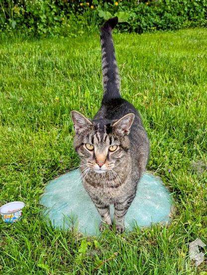 A cat stands on a green lawn