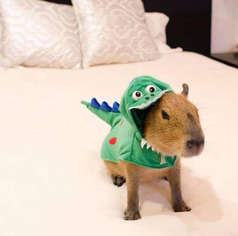 Imagen de un capibara