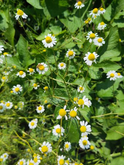 Einige Kamillenblüten im Vordergrund. Im Hintergrund Blätter der Kartoffelpflanzen.
Auf einer der Kamillenblüten sitzt eine ganz kleine Biene.