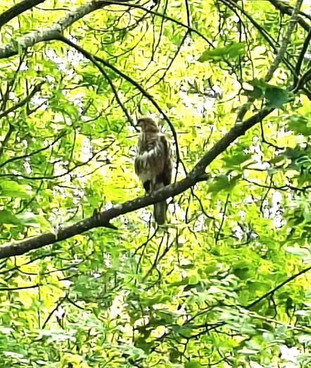 A colour photograph of rather low quality of a buzzard patched on a horizontal bough of a tree. The lighting is from behind, so the bird is largely shadowed.

The buzzard is sitting upright on the branch. Its booked break is clearly visible. Most of its plumage is light to dark brown, with a collar of white feathers across its chest.