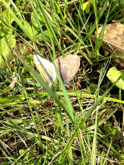 A pair of mating Common Ringlet butterflies is partially visible among green grass and some fallen leaves.