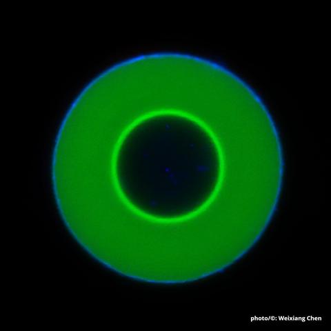 A wave of 'guest molecules' (light green) on its way into the center of a DNA droplet (photo/©: Weixiang Chen)