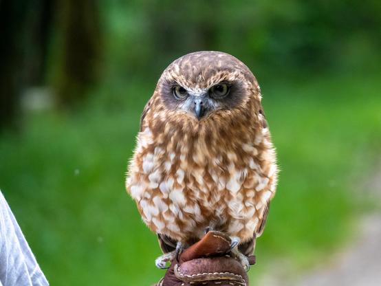 Une ninoxe boubouk (petite chouette avec un masque facile gris, des yeux gris jaune, et un plumage marron clair et blanc). Elle est posée sur un gant de fauconnerie.