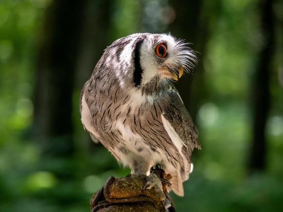 Un petit duc de Grant (petit hiboux avec un plumage gris et blanc, un masque facial blanc, des plumets au niveau du bec et des yeux rouges) sur un gant de fauconnerie