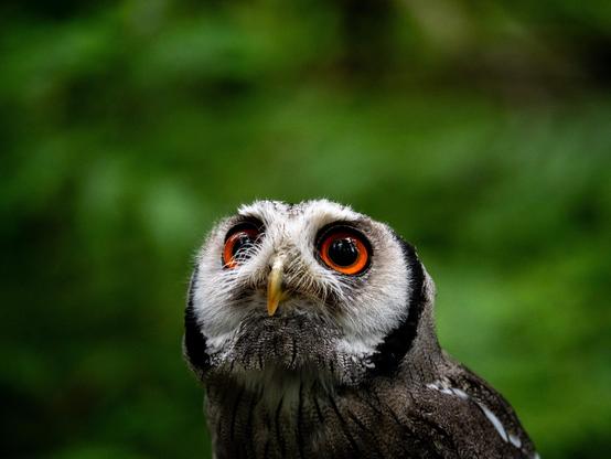 Le petit duc de Grant photographié de près dans un décor forestier. Il a la tête de 3/4 et regarde un peu en l'air, exhibant son masque facial blanc entouré de noir, son bec crochu et ses yeux rouges-orangés
