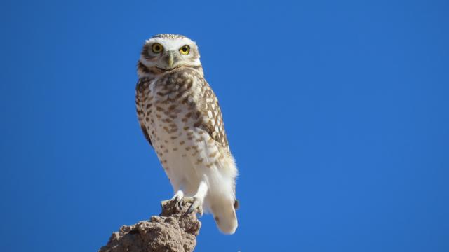 lechuza vizcachera (Athene cunicularia)