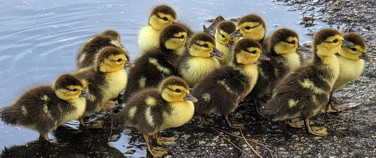 Large group of tiny muscovy ducklings gathered at the edge of a rainwater puddle.