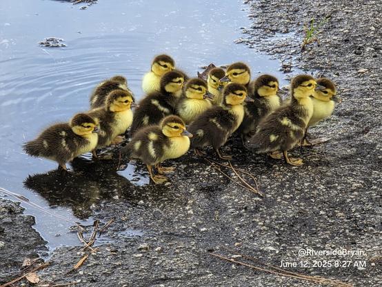 Large group of tiny muscovy ducklings gathered at the edge of a rainwater puddle.