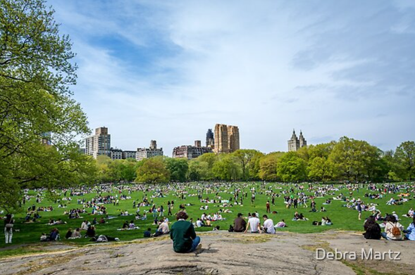 A very busy Saturday in Central Park of New York City.  A large green lawn area is filled with 100s of people, most sitting on blankets enjoying a beautiful day.  Photography by Debra Martz