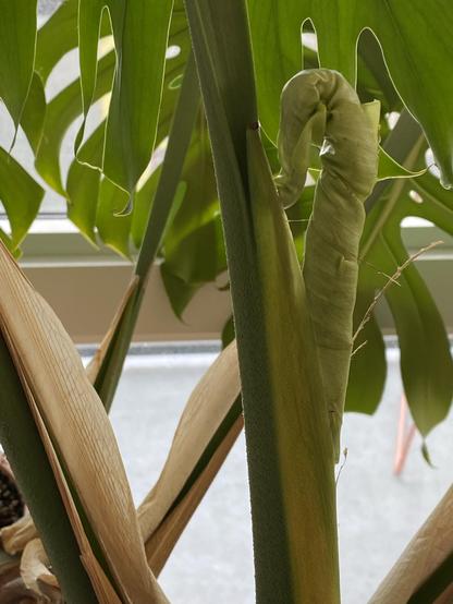 Close-up of a new leaf forming behind the stalk of a mature leaf of a Monstera deliciosa plant. The new leaf is lighter green than the mature leaves, some of which are visible. It’s all curled round its main axis, it points upward but the tip curls back downward.