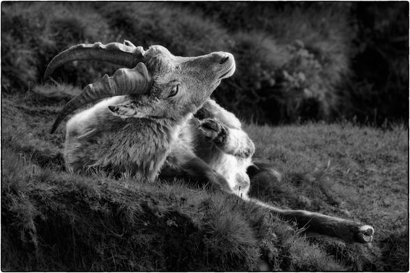 Schwarzweissfotografie eines liegenden Steinbocks der sich offenbar mit einem Hinterlauf kratzen will.