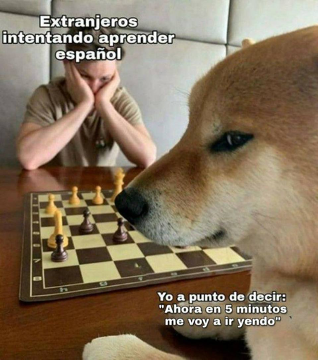 Un hombre joven y un perro raza siba con cara de pillo (¿eso de siba esta bien?) jugando al ajedrez 

Encima del joven pone: Extranjero intentado aprender español

Bajo el siba: Yo a punto de decir "Ahora en 5 minutos me voy a ir yendo"
