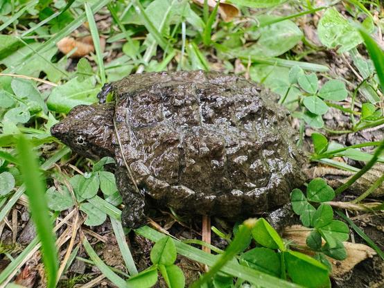 A baby snapping turtle sitting in some clover and grass.