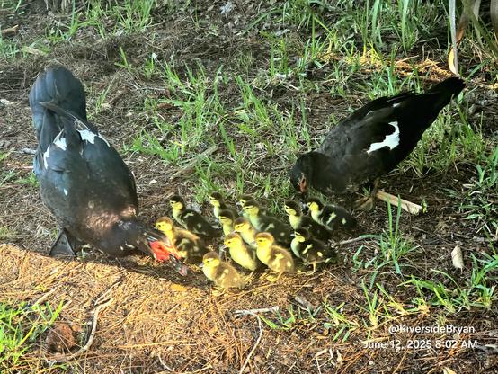 Large group of newborn ducklings with papa on one side and mama on the other.