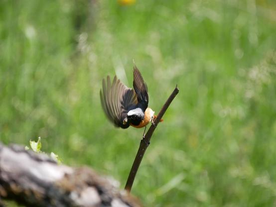 Foto eines kleinen Vogels mit grau-schwarzem Kopf und orangem Bauch, der gerade von einem dünnen Ästchen zu fliegen beginnt. Seine Flügel sind mitten in der Bewegung, einzelne Federn sind sichtbar, während sein Körper nach vorne gelehnt bereit zum Absprung ist.