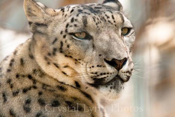 A picture of a snow leopard.