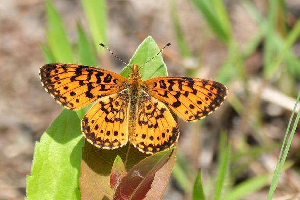 An orange coloured butterfly with dark brown dots and lines. The edge of the wide spread wings is bordered  by a thin silver line. 
It is resting on a leaf.