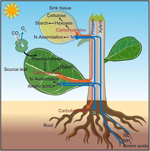 Whole-plant diagram to show an overview of carbon (C) and nitrogen (N) flow among plant organs.