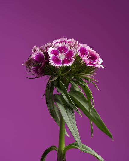 Sweet William flower