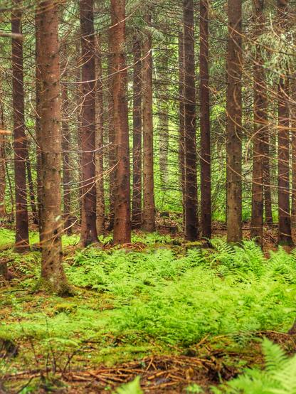 A dense forest scene featuring tall, slender spruce trees with dark bark and numerous green ferns covering the ground. Soft, diffused light filters through the trees, creating a serene and lush atmosphere.