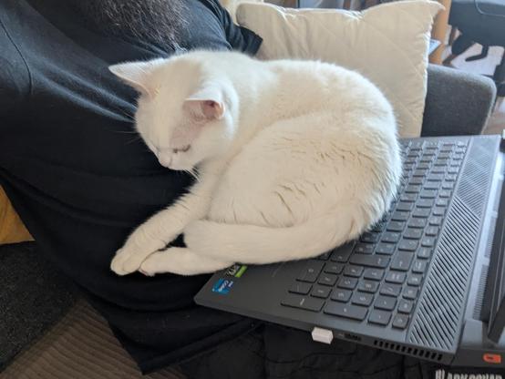 White cat sleeping in a person's lap and covering a laptop's keyboard, that's also in the person's lap.