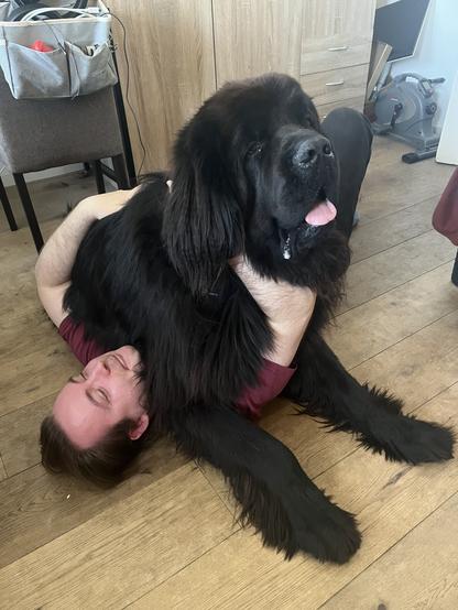 Odin the Newfie sitting on top of my husband on the floor. Odin looks pleased with himself.