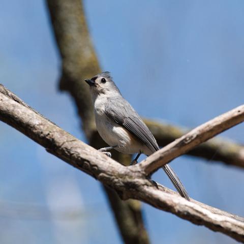 A tufted titmouse sitting on a branch with a blue sky as the background