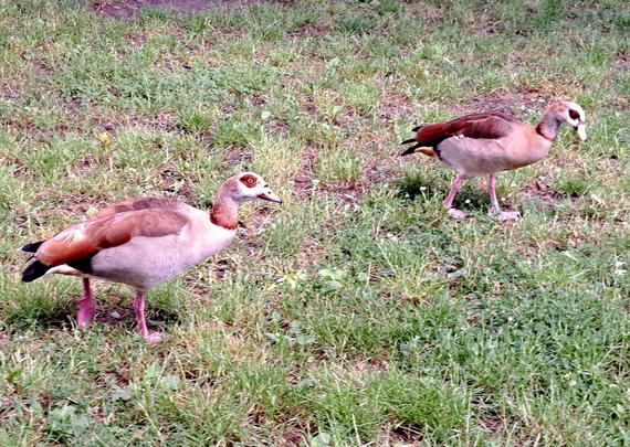 Zwei Nilgänse laufen über eine Wiese. Ein dunkler Augenring und eine charakteristisch, braune Halsfärbung unterscheiden sie von den eher grauen Wildgänsen.