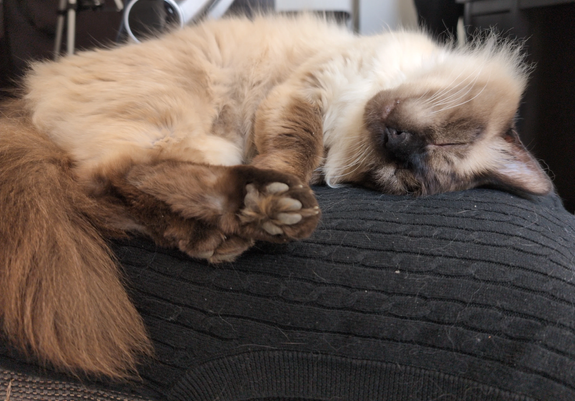 Un chat siamois, couché, la tête à l’envers et pattes en avant-plan, sur un gilet noir. plein de poils.