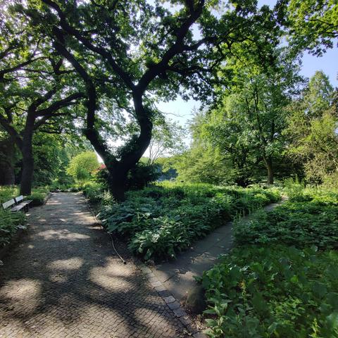 Park mit dekorativem Baum neben einem Weg, alles schön sonnig.