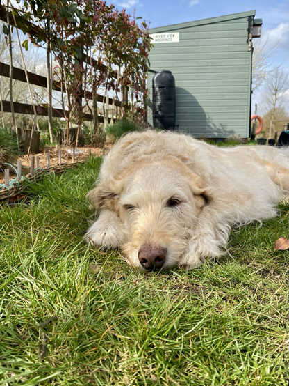 Cream coloured large labradoodle lying on its front legs on green grass. It it relaxed with eyes half closed