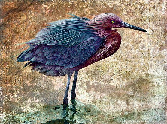 On a highly textured background of gold, orange and green, stands a solitary egret gazing into the distance with one blazing yellow eye.  On top of its Cerulean blue and Tyrian purple feathers and legs, abstract patterns in similar colors are drawn.