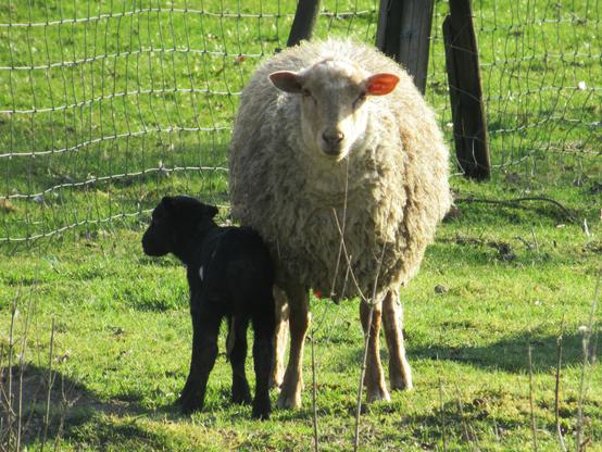 Ein weißes Schaf mit einem schwarzen Lamm auf einer Weide