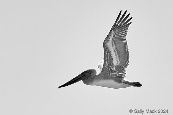 Black-and-white photo of a brown pelican in flight. The bird is in profile, markings on upraised wing visible. Background is plain gray.
