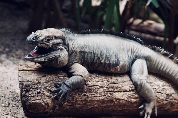 A large lizard-like creature with a rough, textured skin is resting on a log. Its mouth is open, revealing a vibrant red interior, and it has a spiky crest along its back. The setting appears to be a natural environment with some