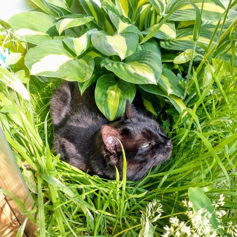 Eine kleine schwarze Katze liegt im hohen Gras im Schatten einer großblättrigen Pflanze und guckt mit schmalen Augen schräg nach oben.