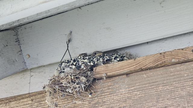a bird's nest up under a barn eave