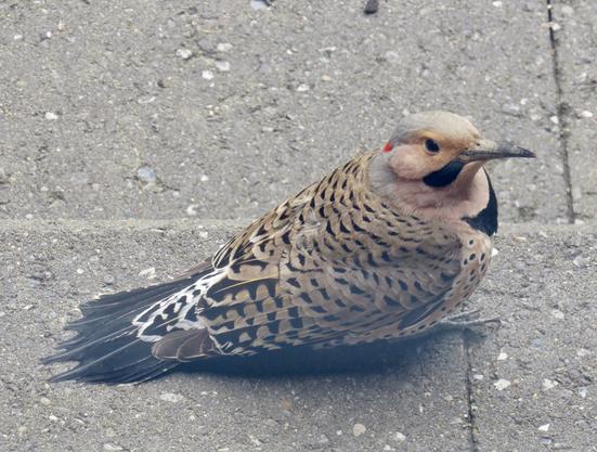 A Northern Flicker bird on my step