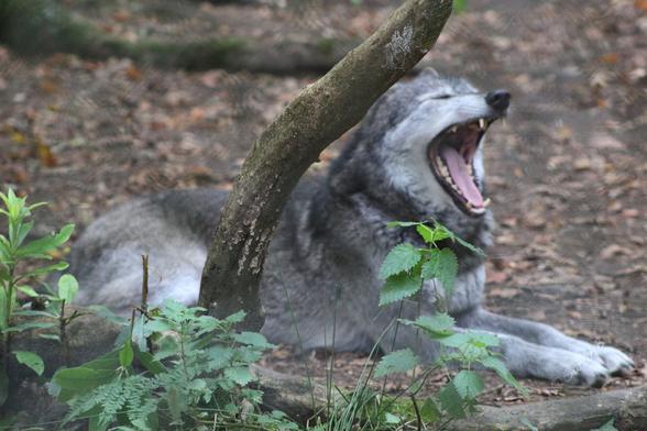A grey wolf lays behind a tree branch, yawning with it's mouth wide open and teeth showing.