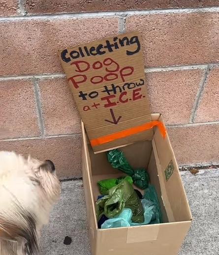Picture of a cardboard box with several green dog poo bags in it.  Sign reads COLLECTING DOG POOP TO THROW AT ICE