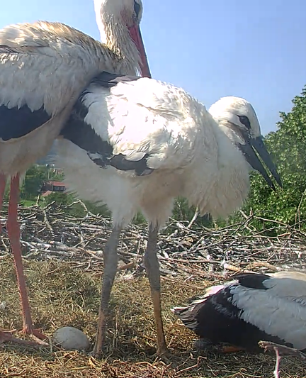 Still from a live webcamera of a stork nest, with momma stork watching over two younglings, one of which is standing up for the first time.